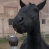 calbeev6
